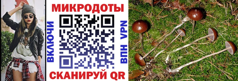 Галлюциногенные грибы Psilocybe  Спас-Деменск 